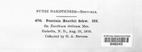 Puccinia xanthii image